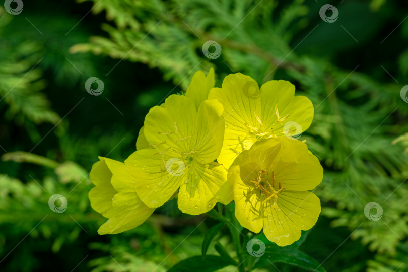 Скачать Ярко-желтые цветы примулы вечерней (Oenothera biennis) на фоне темно-зеленых листьев. Солнечные лучи падают на желтые лепестки примулы. Цветочный фон природы, свободное место для текста фотосток Ozero