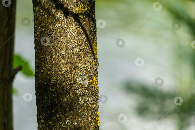 Скачать Серая текстура коры старого дерева viburnum opulus с лишайником в качестве оригинального естественного фона. Природная концепция дизайна с зеленым размытым фоном и местом для текста. фотосток Ozero