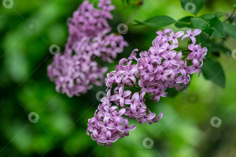 Скачать Весеннее цветение розово-фиолетовых кустов сирени Syringa microphylla на зеленом размытом фоне. фотосток Ozero