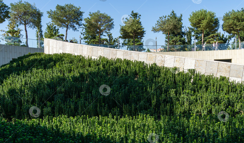 Скачать Euonymus japonicus Benkomasaki (прямостоячий) с темно-зелеными листьями. Общественный ландшафтный парк "Краснодар" или "Парк Галицкого". Краснодар, Россия - 8 октября 2020 г. фотосток Ozero