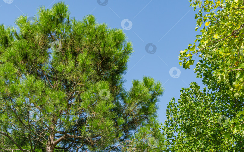 Скачать Красивая зеленая хвоя пицундской сосны Pinus brutia pityusa с ярко-зелеными листьями тюльпанного дерева (Liriodendron tulipifera) в городском парке Краснодара. Общественный ландшафт "Парк Галицкого" фотосток Ozero