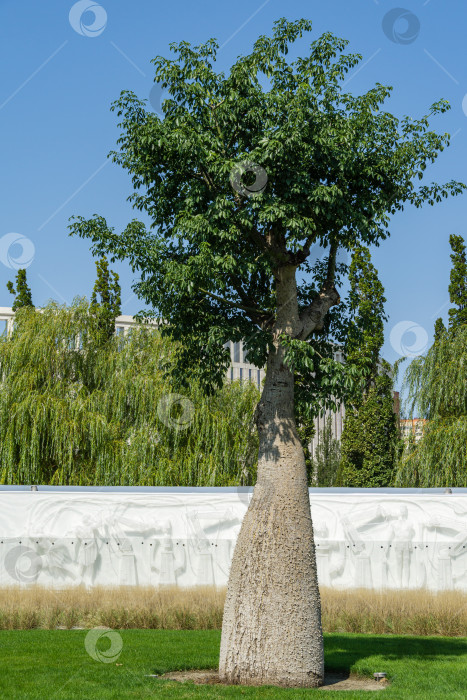 Скачать Дерево шелковой нити (Chorisia speciosa или Ceiba speciosa) с интересным шипастым стволом в городском парке Краснодара. Общественный ландшафт "Парк Галицкого" для отдыха и прогулок в солнечном сентябре 2020 года. фотосток Ozero