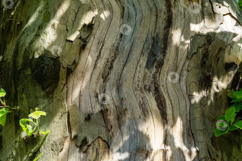 Скачать Приятная текстура коры американского платана (Platanus occidentalis, Платановое дерево) с солнечными тенями. Натуральная кора платанового дерева в зеленых, желтых, серых и коричневых пятнах. фотосток Ozero