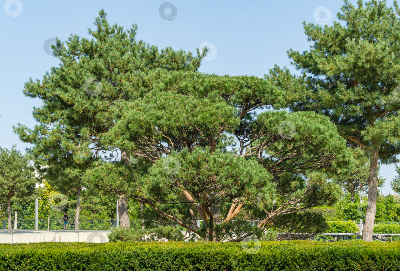 Скачать Красивая сосна бонсай (Pinus sylvestris) с пышной хвоей в общественном ландшафтном городском парке Краснодара или парке Галицкого. Краснодар, Россия - 17 сентября 2020 г. фотосток Ozero
