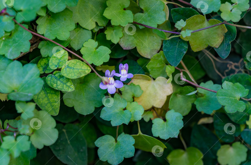 Скачать Крупный план Cymbalaria muralis, распространенные названия плющелистная поганка или плющ Кенилворта, на каменной стене в Сочинском парке. фотосток Ozero