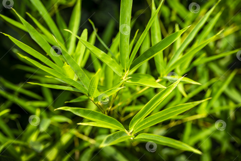 Скачать Зеленые листья бамбука Phyllostachys aureosulcata. Крупный план вечнозеленого изящного растения на черной стене. Прекрасный фон для любого дизайна. Выборочный фокус фотосток Ozero