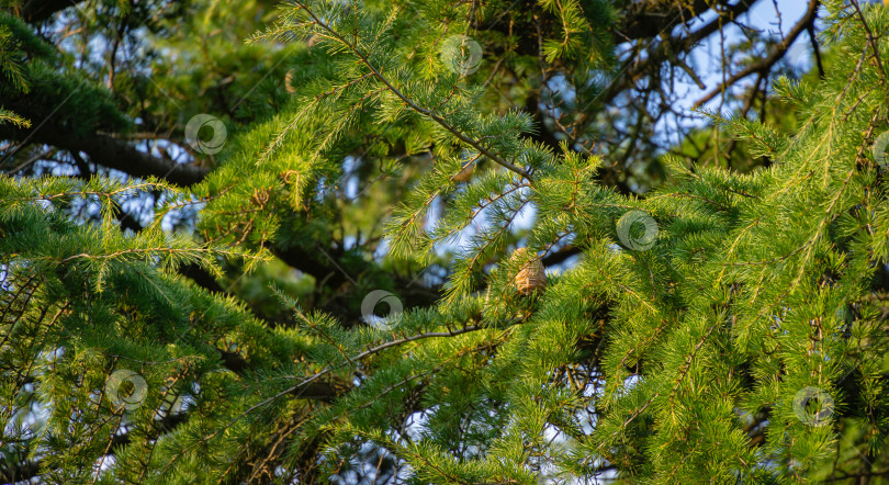 Скачать Крупный план красивых иголок на ветвях кедрового дерева Cedrus libani или Ливанского кедра в Массандровском парке в Крыму. Выборочный фокус фотосток Ozero