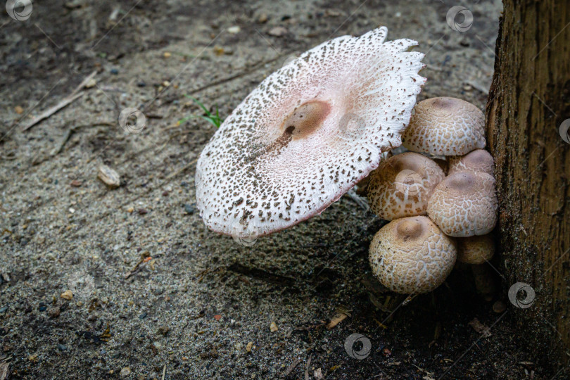 Скачать Красивые лесные грибы Chlorophyllum molybdites - Ложный зонтик с белой шляпкой и коричневыми крапинками на пне дуба. Лесной гриб обладает высокой токсичностью фотосток Ozero