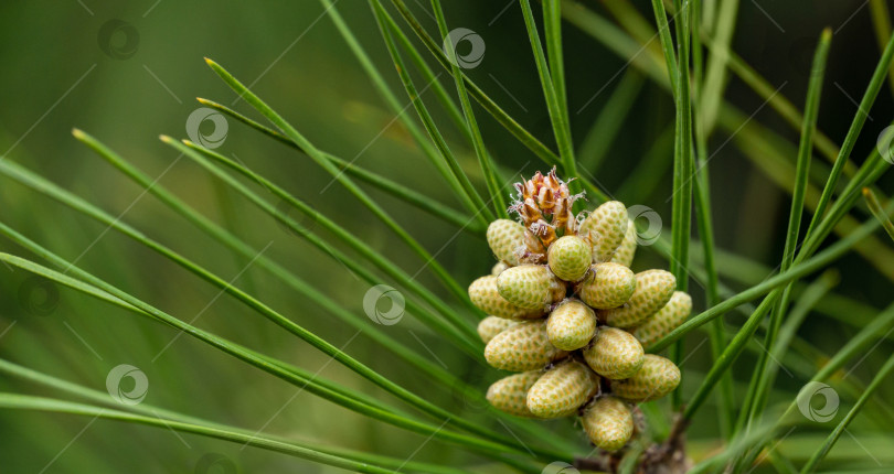 Скачать Молодые зеленые сосновые мужские шишки пицундской сосны Pinus brutia pityusa. Пейзаж для любых весенних обоев. фотосток Ozero