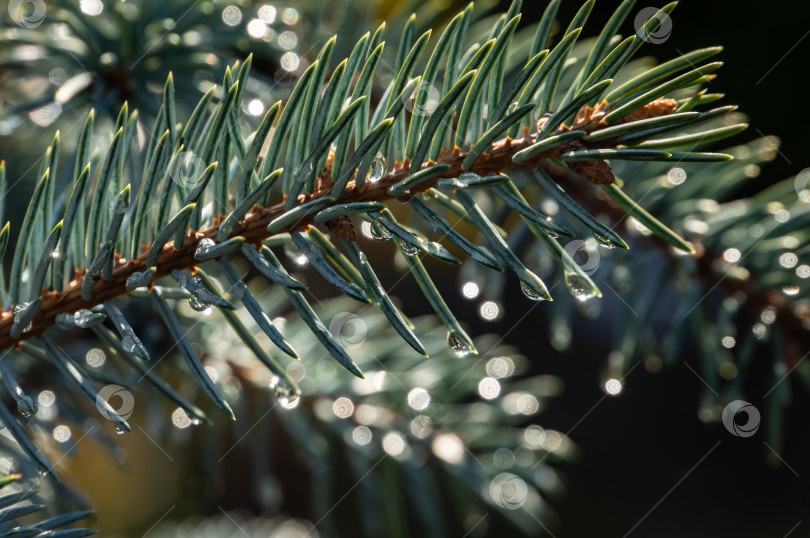 Скачать Волшебные капли дождя на серебристых иголках Picea pungens Hoopsii. Крупный план при естественном солнечном свете с красивым боке. Выборочный фокус. фотосток Ozero