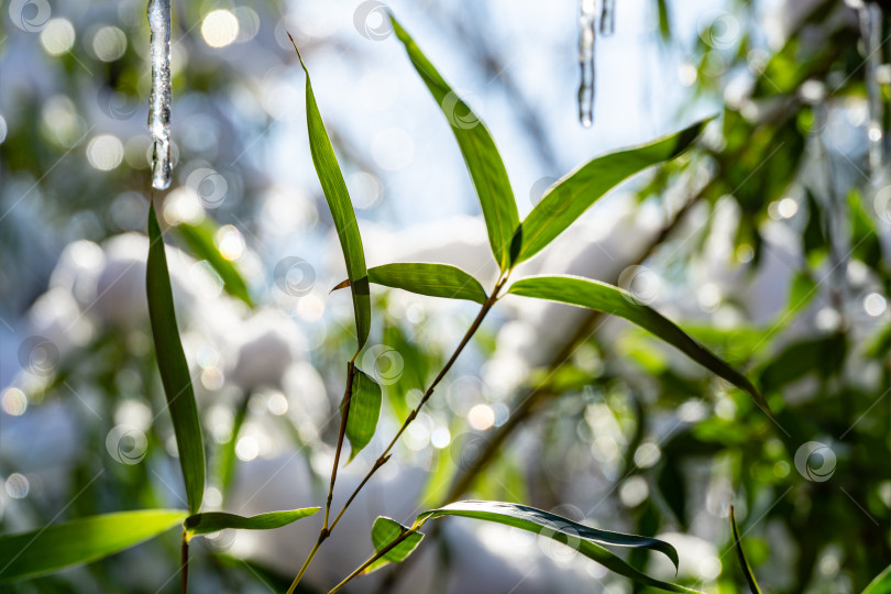 Скачать Изящные сосульки тают на солнце на размытом фоне вечнозеленых листьев бамбука Phyllostachys aureosulcata с последним снегом. Тема ранней весны и природы. фотосток Ozero