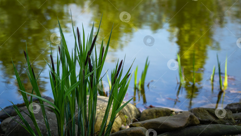 Скачать Цветущая осока Carex Nigra (Carex monostachya) Черная или обыкновенная осока на каменном берегу садового пруда. Концепция природы для весеннего дизайна. Красивый пейзаж, свежие обои фотосток Ozero