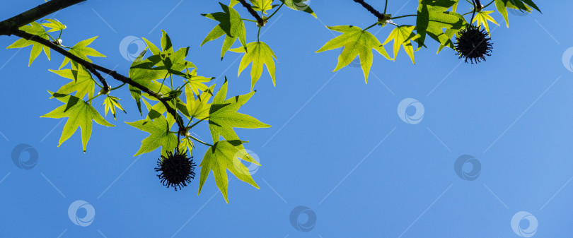 Скачать Ликидамбар стирацифлуа или американская сладкая камедь со свежими зелеными листьями и колючими черными шариками семян на фоне голубого неба. Ветка янтарного дерева в ясный солнечный день в весеннем саду. Место для вашего текста фотосток Ozero