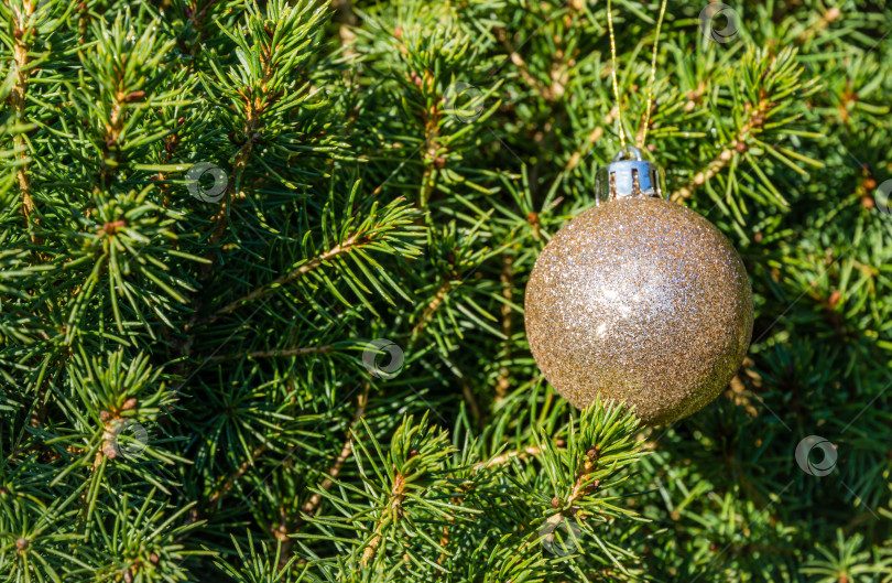 Скачать Елочная игрушка "золотой шар", подвешенная на канадской ели Picea glauca Conica. Природная концепция рождественского и новогоднего дизайна фотосток Ozero
