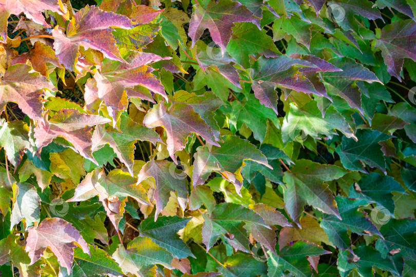 Скачать Крупный план красочных листьев Parthenocissus tricuspidata 'Veitchii' или бостонского плюща, виноградного плюща, японского плюща или японской лианы, покрывающих стену здания в качестве естественного фона. фотосток Ozero