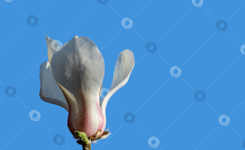 Скачать Великолепный бутон белого цветка магнолии, выделенный на чистом голубом фоне. Концепция природы для весеннего дизайна. Выборочный фокус. Цветок крупным планом. Место для вашего текста фотосток Ozero