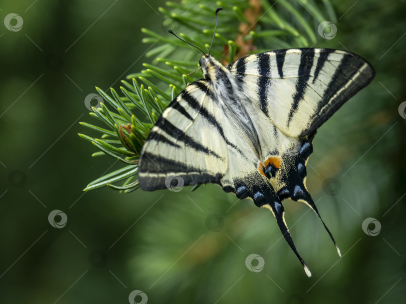 Скачать Красивая бабочка 'Iphiclides podalirius' на зеленом фоне фотосток Ozero