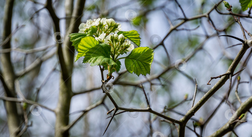 Скачать Цветущий боярышник Crataegus submollis. Белые цветы крупным планом на фоне длинных колючих ветвей боярышника. Выборочный фокус. Свежие обои, концепция фона природы фотосток Ozero