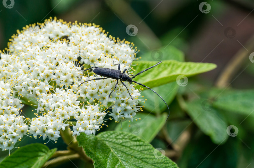 Скачать Большой жук-козерог (Cerambyx cerdo) - вредитель дуба. Крупным планом длиннорогий жук (семейство Cerambycidae) сидит и поедает пыльцу белых цветков кожистолистной калины (Viburnum rhytidophyllum Alleghany) фотосток Ozero