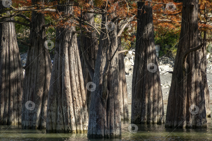 Скачать Стволы болотных кипарисов совершенно уникальны по своей красоте и текстуре. Группа кипарисов Taxodium distichum на озере в Сукко, недалеко от курортного города Анапа. фотосток Ozero