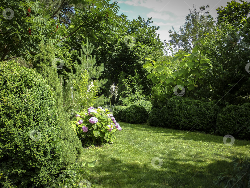 Скачать Красивый ландшафтный сад с вечнозелеными растениями. С использованием фиолетового барбариса, можжевельника Juniperus squamata Blue carpet. зеленой сосны parviflora Glauca и большого количества самшита Buxus фотосток Ozero