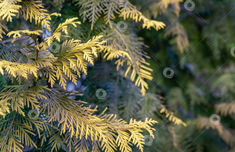 Скачать Желто-зеленая текстура зимней хвои Thuja occidentalis Aurea в солнечном свете на размытом зеленом фоне. Макро хвои как идеальный естественный фон. Выборочный фокус. Интересная концепция природы для дизайна фотосток Ozero