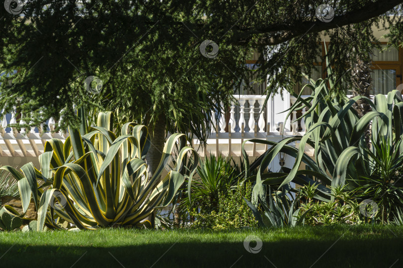 Скачать Красивые полосатые листья американской агавы маргината (Agave americana) или сторожевого растения. Мексиканский дворик в ландшафтном парке Айвазовского (Park Paradise) в Партените. фотосток Ozero