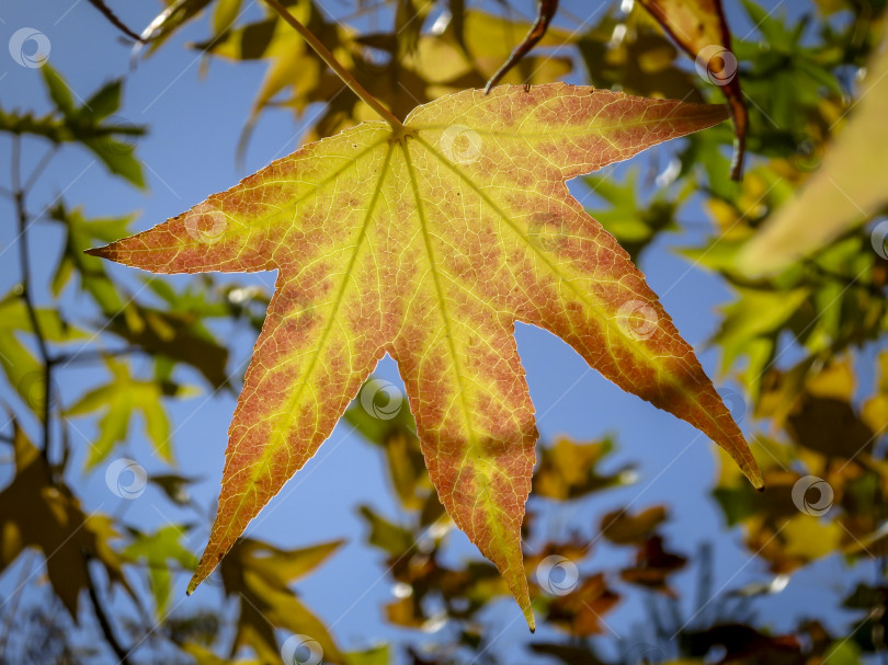 Скачать Осенние желтые и золотые листья Liquidambar styraciflua, янтарное дерево на фоне голубого неба. Крупный план янтарного листа в фокусе на фоне размытых листьев. фотосток Ozero