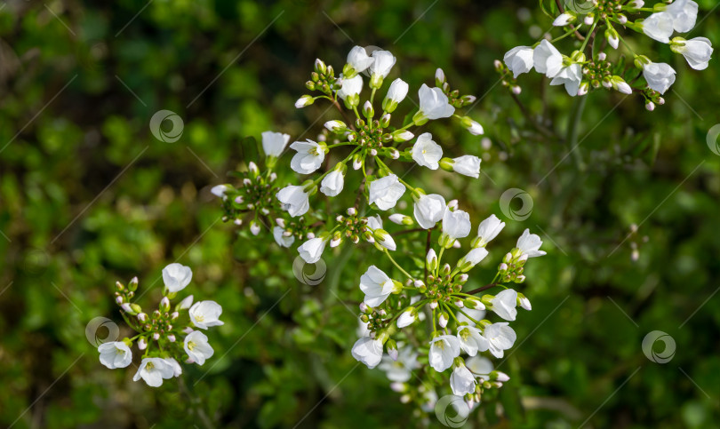 Скачать Cardamine pratensis (цветок кукушки, дамский халат, майский цветок или доярки) белые цветы. Цветущее растение из семейства Brassicaceae. Cardamine pratensis на весеннем лугу фотосток Ozero