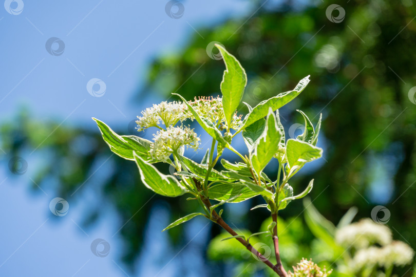 Скачать Белые цветы Cornus alba Elegantissima или Swidina white на размытом темно-зеленом фоне. Цветущая ветка пестрого кустарника в весеннем саду. Выборочный натурный фокус крупным планом. Концепция дизайна фотосток Ozero