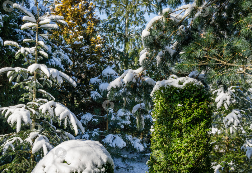 Скачать Красивая ель Abies nordmanniana, Кавказская пихта или рождественская елка с первым снегом в зимнем саду. Концепция для веселого Рождества и Нового года. фотосток Ozero