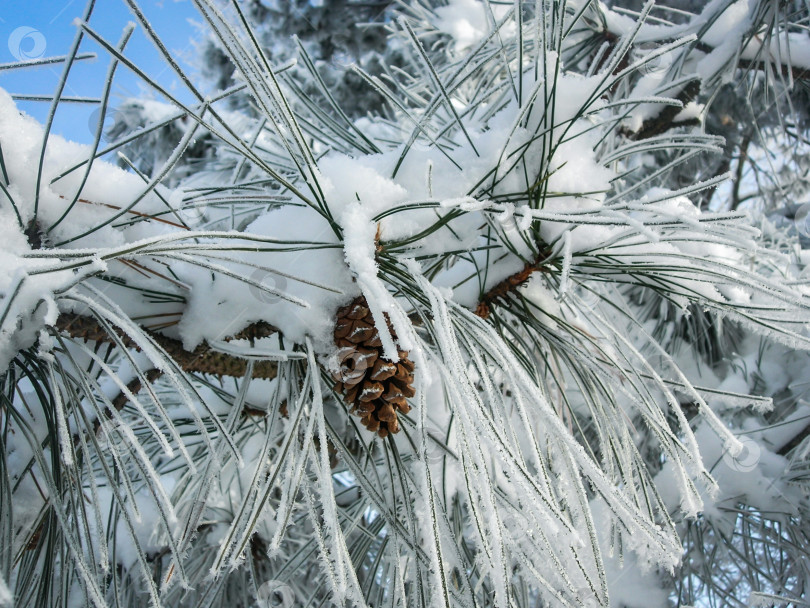 Скачать Красивая сосновая шишка среди очень длинных иголок пицундской сосны Pinus brutia pityusaon на фоне голубого неба. Все покрыто белым пушистым снегом. Волшебная тема для Нового года и Рождества фотосток Ozero