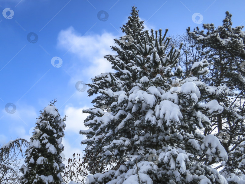 Скачать Сосны, ели и кустарники покрыты белым пушистым снегом. фотосток Ozero