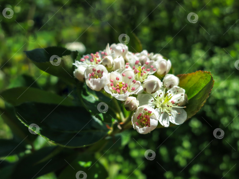 Скачать Изумительные соцветия боярышника Crataegus submollis или майского цветения. Макрос нежного соцветия на темно-зеленом фоне сада. фотосток Ozero