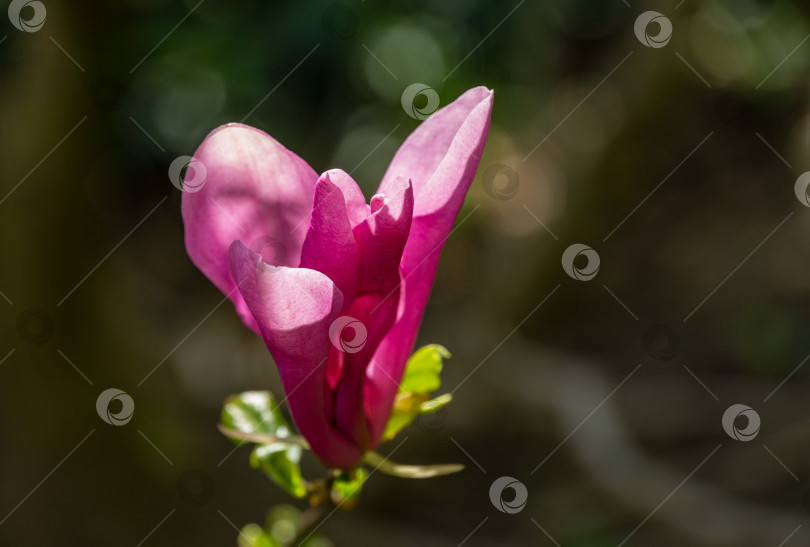 Скачать Крупный розовый бутон магнолии Сьюзен (Magnolia liliiflora x Magnolia stellata). Прекрасное цветение в весеннем саду. Выборочный фокус. Концепция природы для дизайна. Место для вашего текста. фотосток Ozero