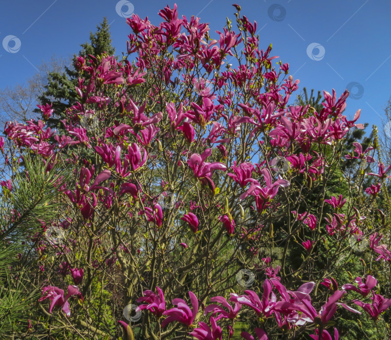 Скачать Множество крупных розовых цветов и бутонов магнолии Сьюзен (Magnolia liliiflora x Magnolia stellata) в ясный солнечный день. фотосток Ozero