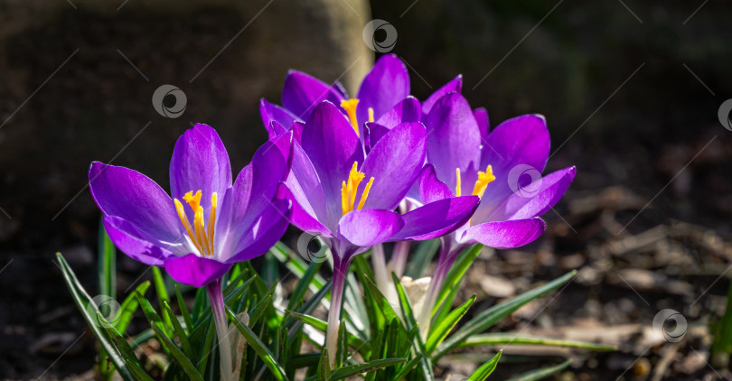 Скачать Фиолетовые крокусы в саду ранней весной. Цветущие крокусы рубинового гиганта крупным планом на естественном зеленом фоне. Мягкий выборочный фокус. Есть место для текста. фотосток Ozero