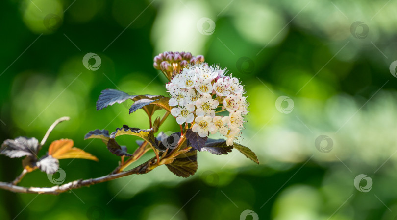 Скачать Белые цветы Physocarpus opulifolius diabolo или Ninebark с фиолетовыми листьями на зеленом фоне боке. Цветочный пейзаж, свежие обои. Выборочный фокус крупным планом с местом для вашего текста фотосток Ozero