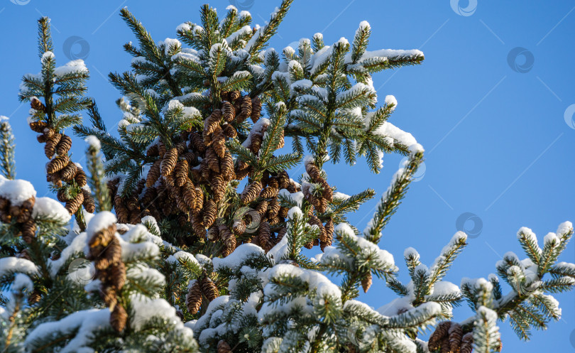 Скачать Шишки на верхушке ели Picea omorika под белым пушистым снегом в голубом небе. Ветви с короткими полосатыми иголками, характерные для сербской ели. Крупный план. Выборочный фокус. Зимняя тема для дизайна. фотосток Ozero