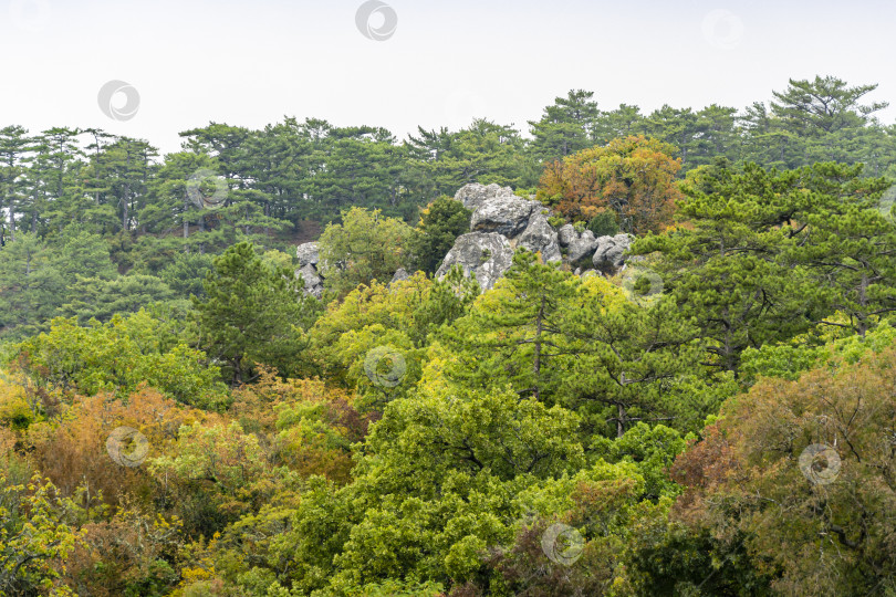 Скачать Большой Массандровский парк, переходящий в настоящий лес с редкими вечнозелеными деревьями. Верхняя Массандра, Ялта, Крым фотосток Ozero