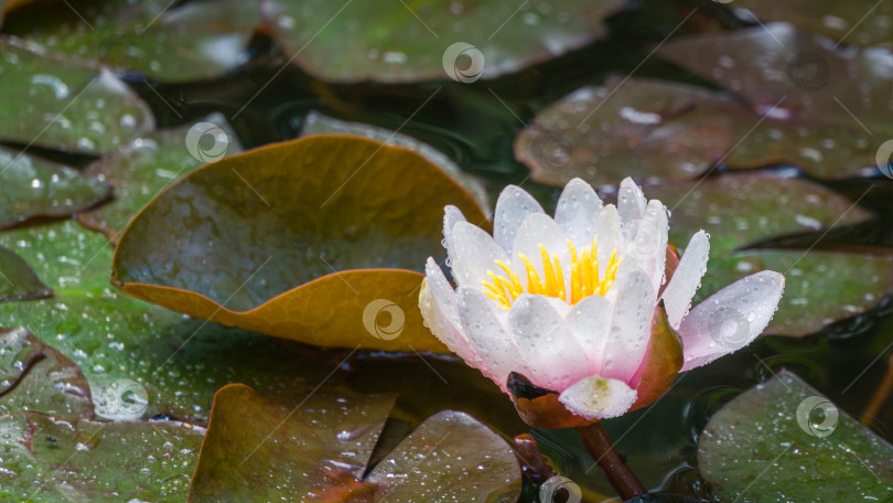 Скачать Ярко-розовая водяная лилия или цветок лотоса Marliacea Rosea с каплями воды после дождя. Крупный план нимфеи в садовом пруду. Цветочный пейзаж для обоев природы с пространством для копирования. Выборочный фокус фотосток Ozero