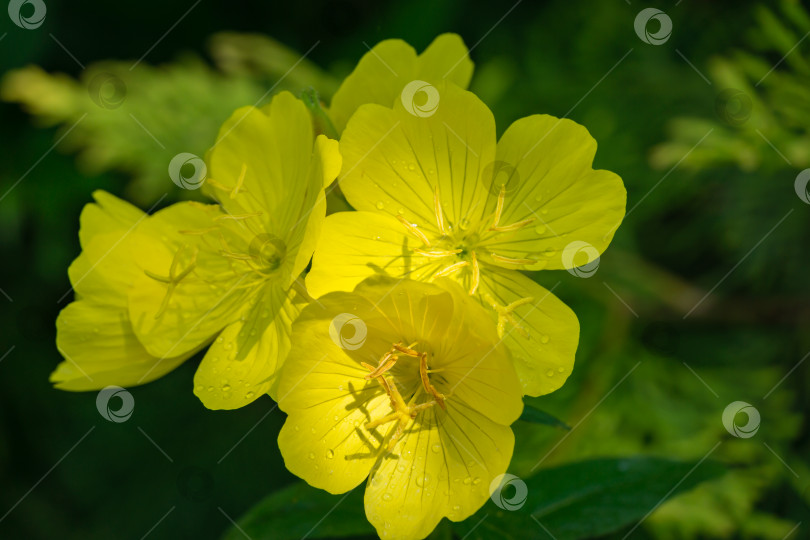 Скачать Ярко-желтые цветы примулы вечерней (Oenothera biennis) на фоне темно-зеленых листьев. Солнечные лучи падают на желтые лепестки примулы. Цветочный фон природы, свободное место для текста фотосток Ozero