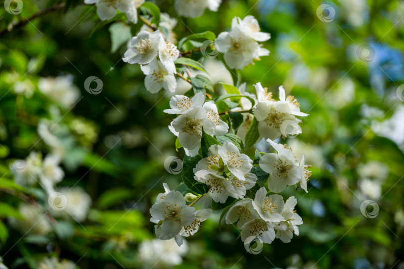 Скачать Белые цветы жасмина Philadelphus coronarius, сладкий муляж апельсина в цвету. Цветущий дикий английский кизил в солнечном весеннем саду. Выборочный фокус крупным планом. Цветочный пейзаж для любых обоев фотосток Ozero