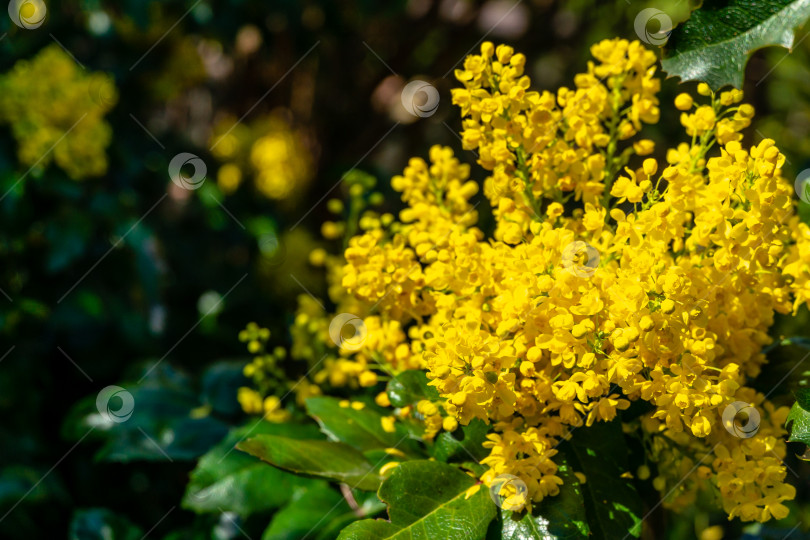 Скачать Ярко-желтый цвет весенних цветков махонии воднолистной на фоне темно-зеленого растения фотосток Ozero