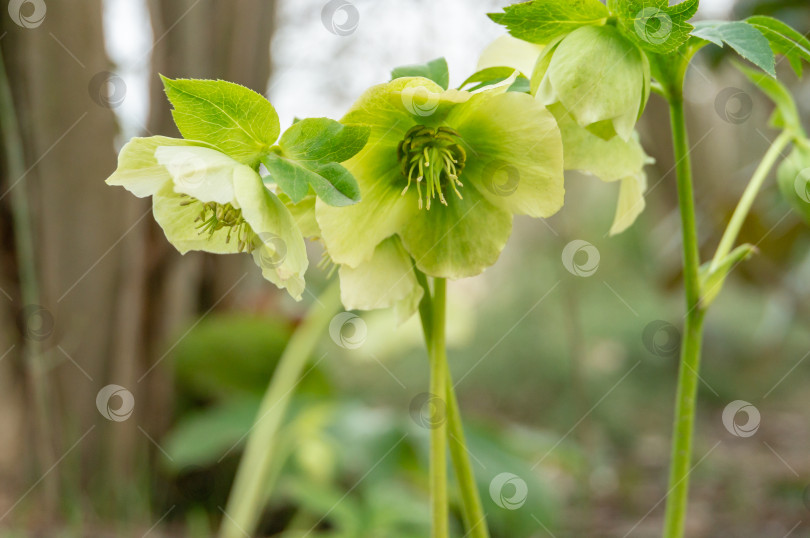 Скачать Зеленые цветки морозника белого (Helleborus), известного как рождественская роза фотосток Ozero