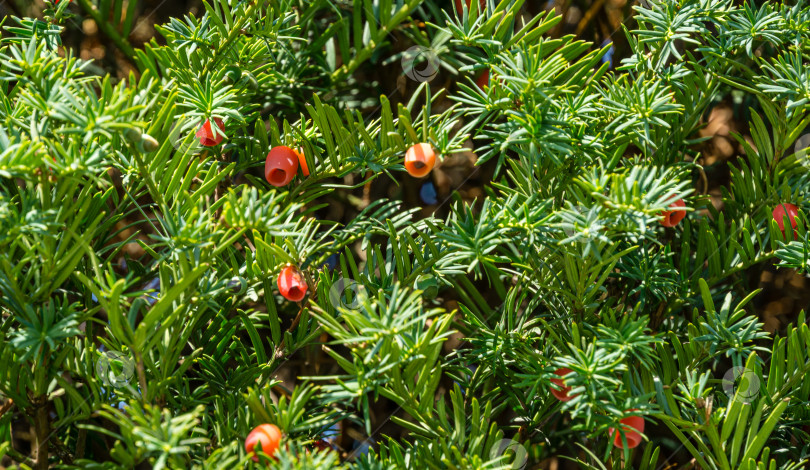 Скачать Крупным планом красная ягода тиса Taxus baccata (английский тис, европейский тис) в вечнозеленой живой изгороди вокруг зоны отдыха в общественном ландшафтном городском парке Краснодара или "Парке Галицкого" в солнечном сентябре 2020 года фотосток Ozero