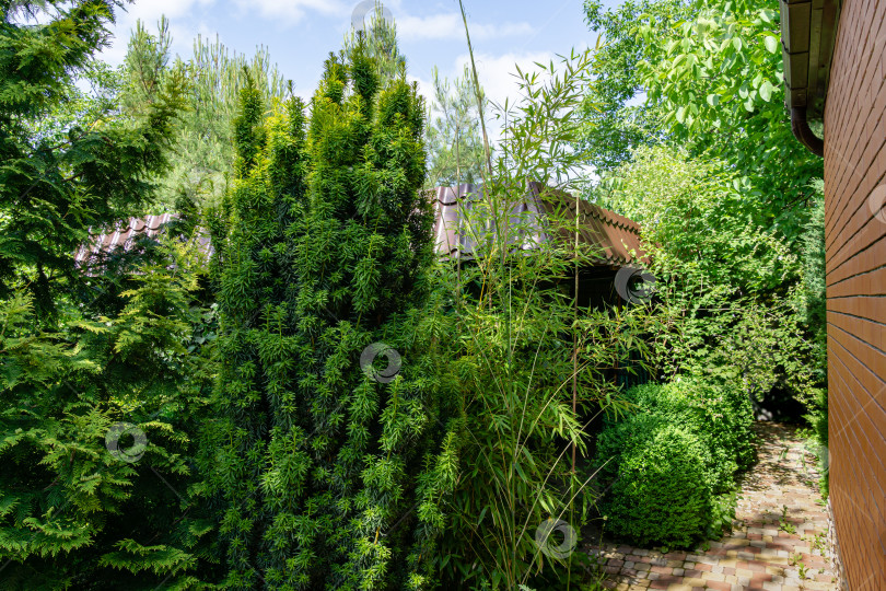 Скачать Высокий элегантный бамбуковый куст Phyllostachys aureosulcata идеально вписывается в дизайн красивого декоративного сада. Отличное сочетание с тисом и туей фотосток Ozero