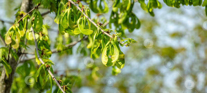 Скачать Ветка клена Acer saccharinum с множеством красных семян на фоне голубого неба. Молодые семена на клене Acer saccharinum начинают созревать до того, как распускаются его листья фотосток Ozero