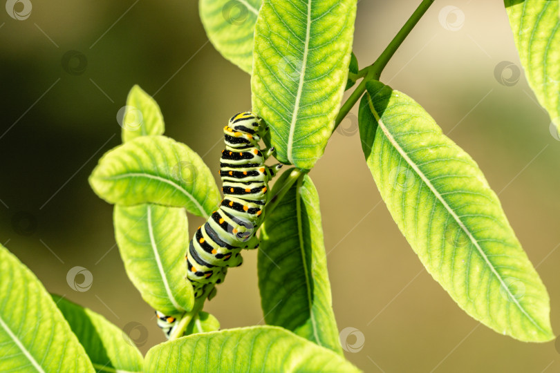 Скачать Красивая полосатая гусеница бабочки-махаона сидит на ярко-зеленых листьях ивы Salix integra Хакуро-Нисики. Макро-гусеница бабочки Папилио махаон. Селективный фокус фотосток Ozero