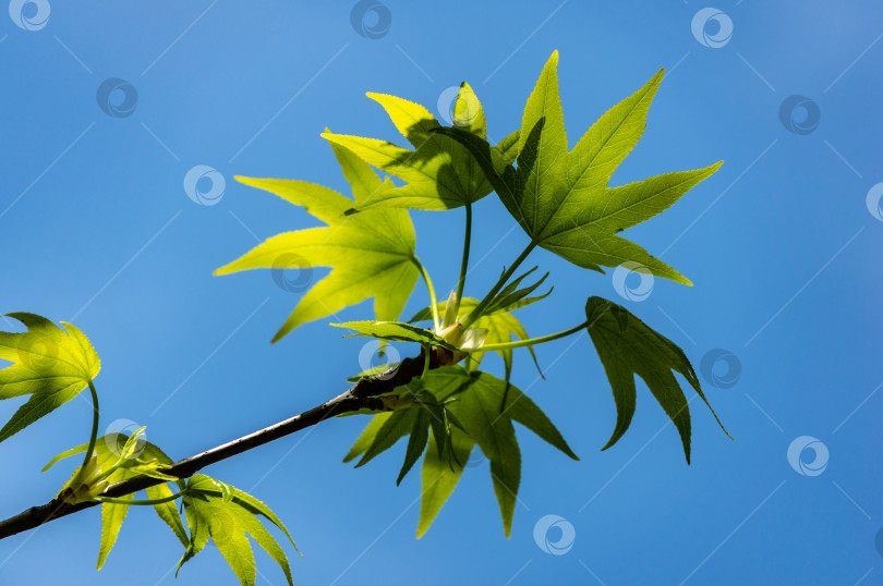 Скачать Крупный план молодых зеленых листьев Liquidambar styraciflua или янтарного дерева в фокусе на фоне голубого неба в весеннем саду фотосток Ozero